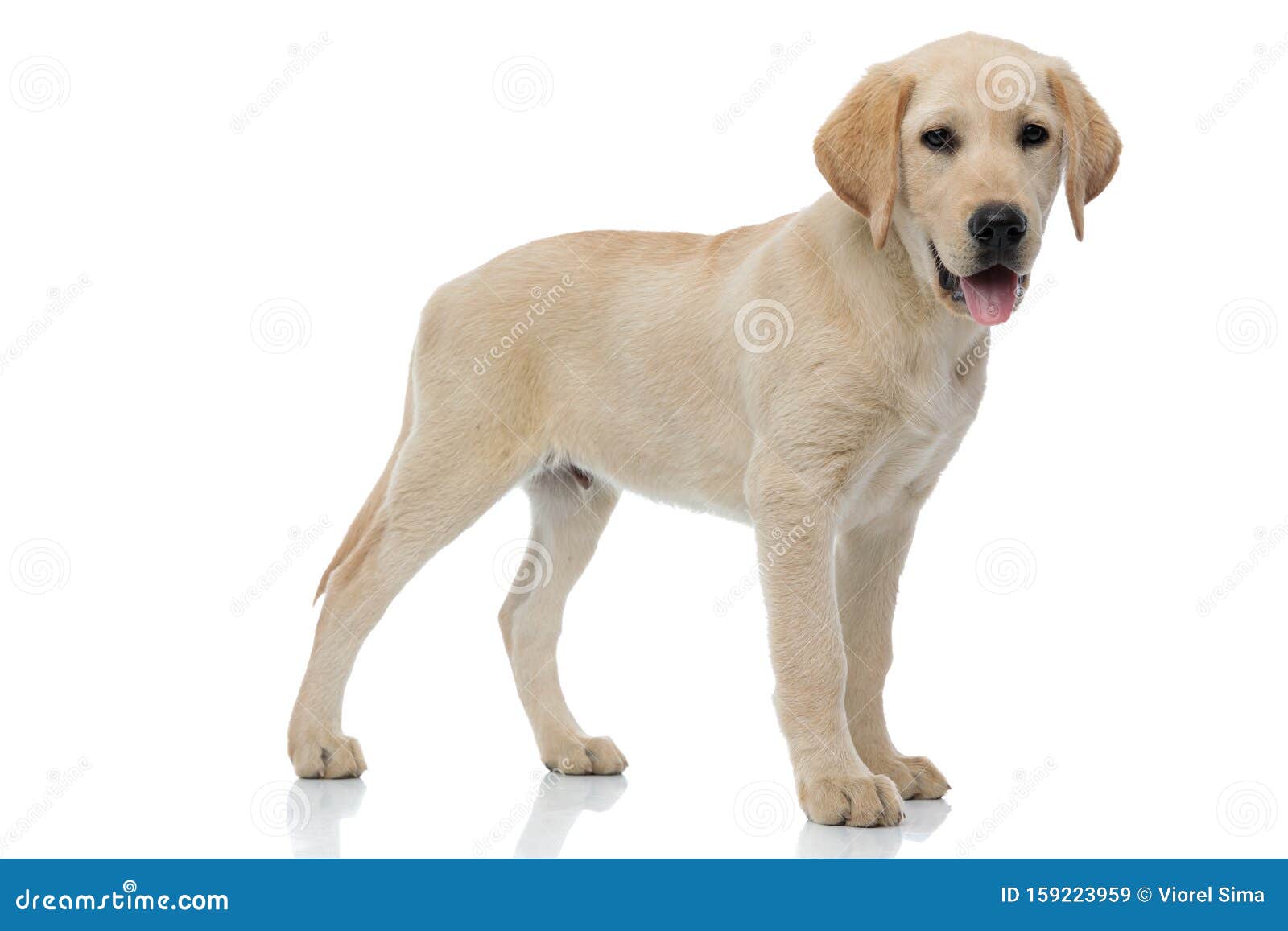 Vista Lateral De Un Perro Cachorro Labrador De Pie Imagen de archivo