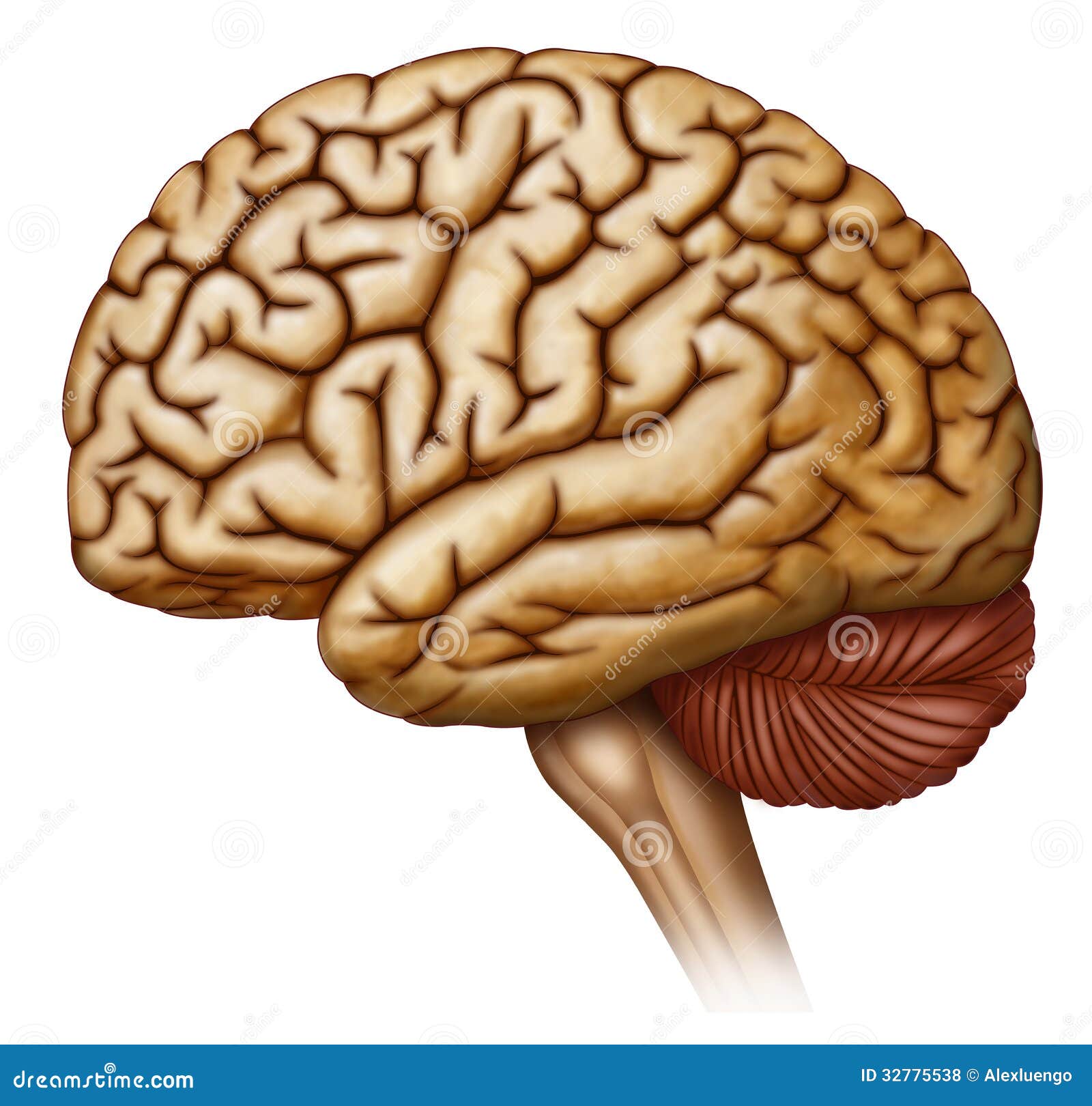 vista lateral del cerebro humano