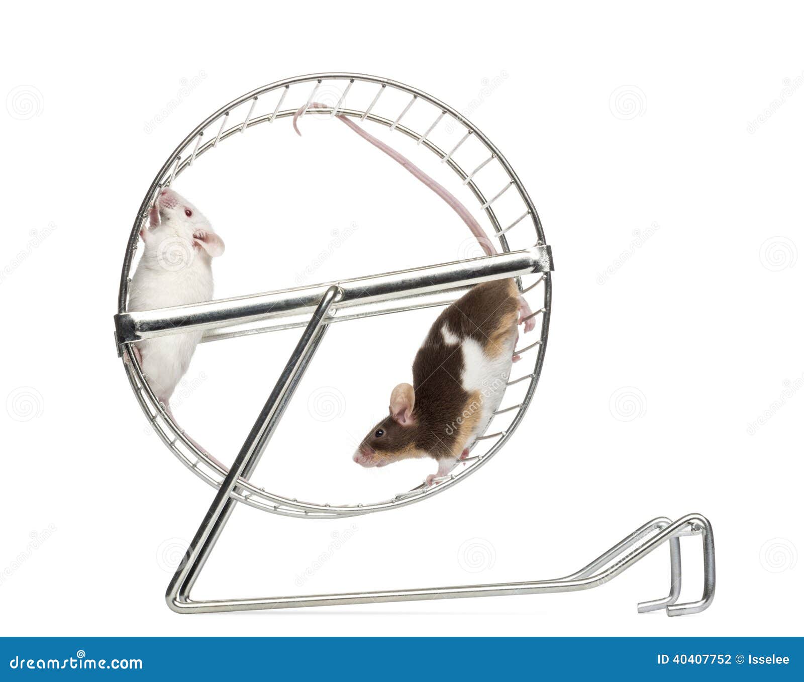 Vista Laterale Dei Topi Domestici Comuni