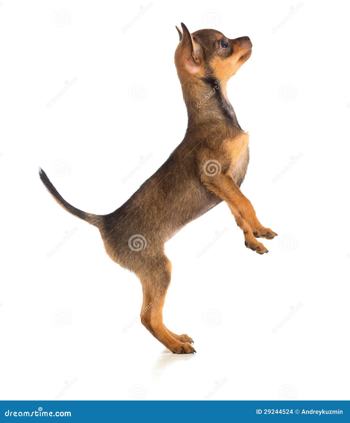 Vista Laterale Del Cane Diritto Fotografia Stock Immagine di profilo, animale 29244524