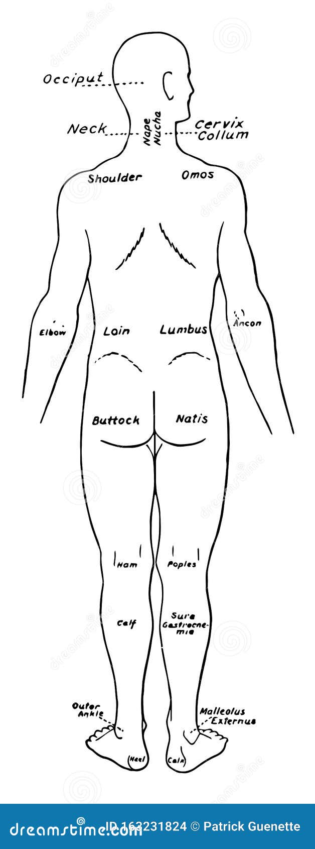 Vista Posterior De Las Partes Del Cuerpo Humano Etiquetadas En La Ilustración De Cosecha En Inglés Y Latino Ilustración del Vector - Ilustración de vector, arte: 163231824 Vista Posterior De Las Partes Del Cuerpo Humano Etiquetadas En La Ilustración De Cosecha En Inglés Y Latino Ilustración del Vector - Ilustración de vector, arte: 163231824