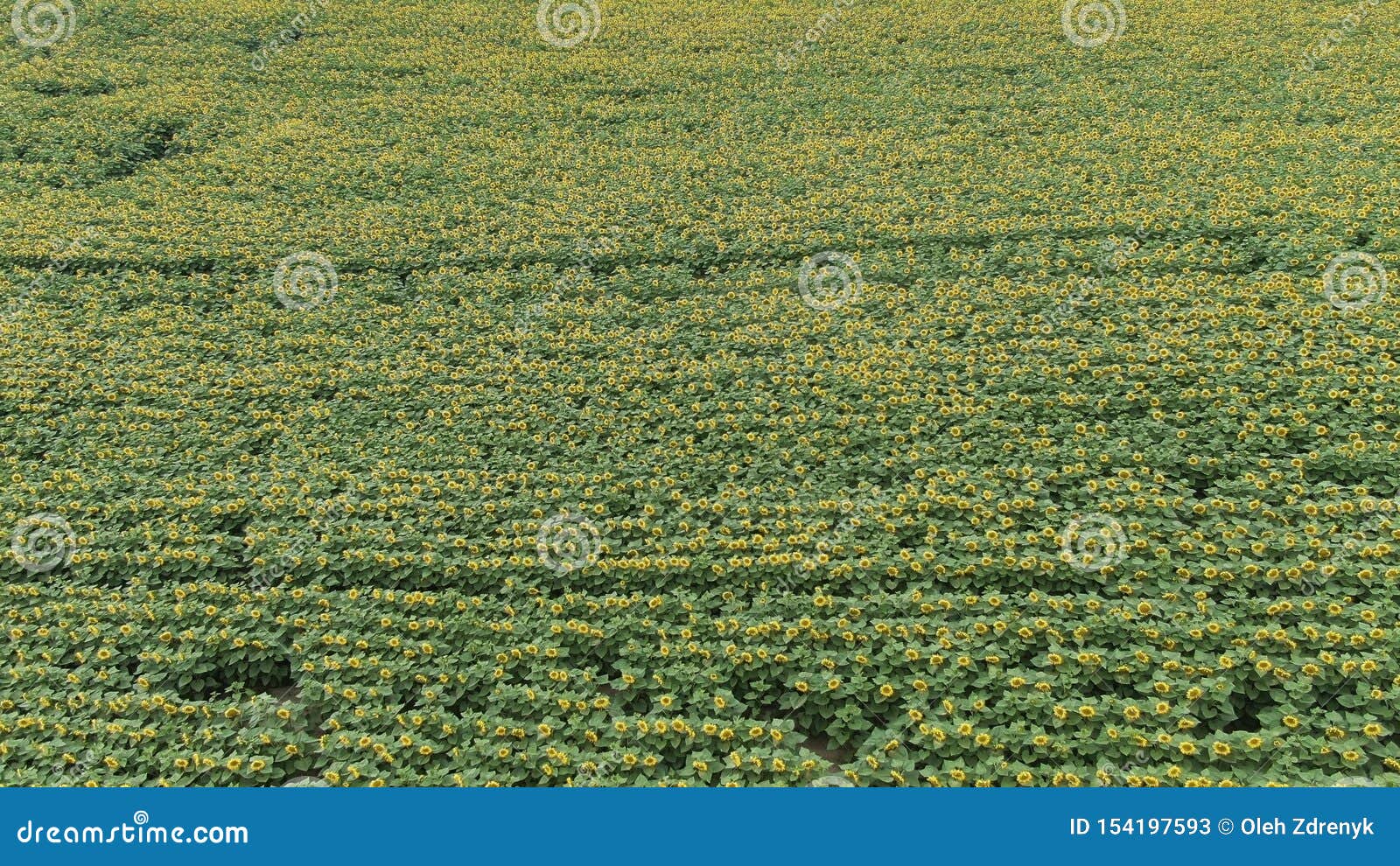 Vista a?rea: Voo sobre um campo bonito do girassol. VISTA AÉREA: Voo sobre um campo bonito 4k do girassol