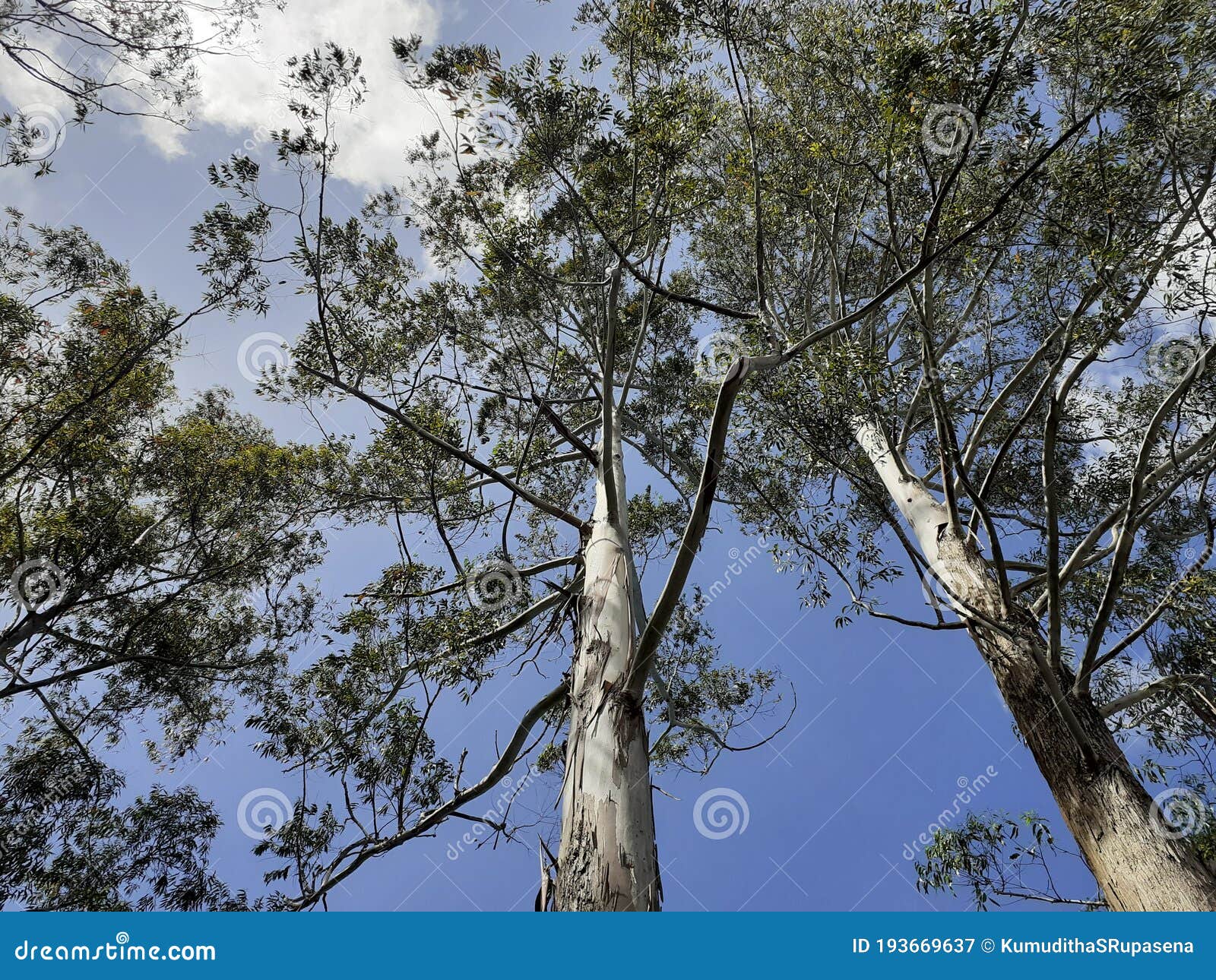 Vistas al cielo bajo los pinos de diyathalawa sri lanka. Foto del cielo azul turbio bajo altos pinos en diyathalawa sri lanka.