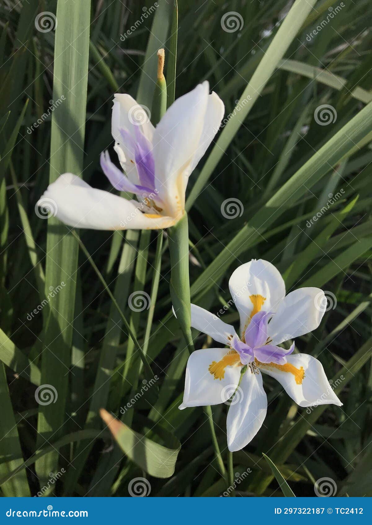 vistosas flores de un lirio. dietes grandiflora