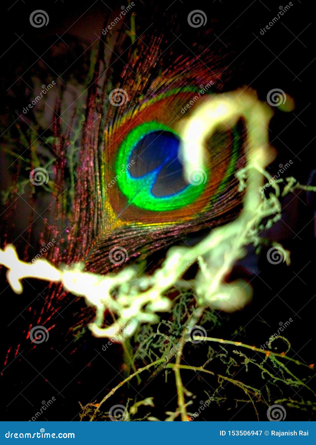 Visual Lighting of Peacocks Feather Stock Image Image of feather, visual 153506947