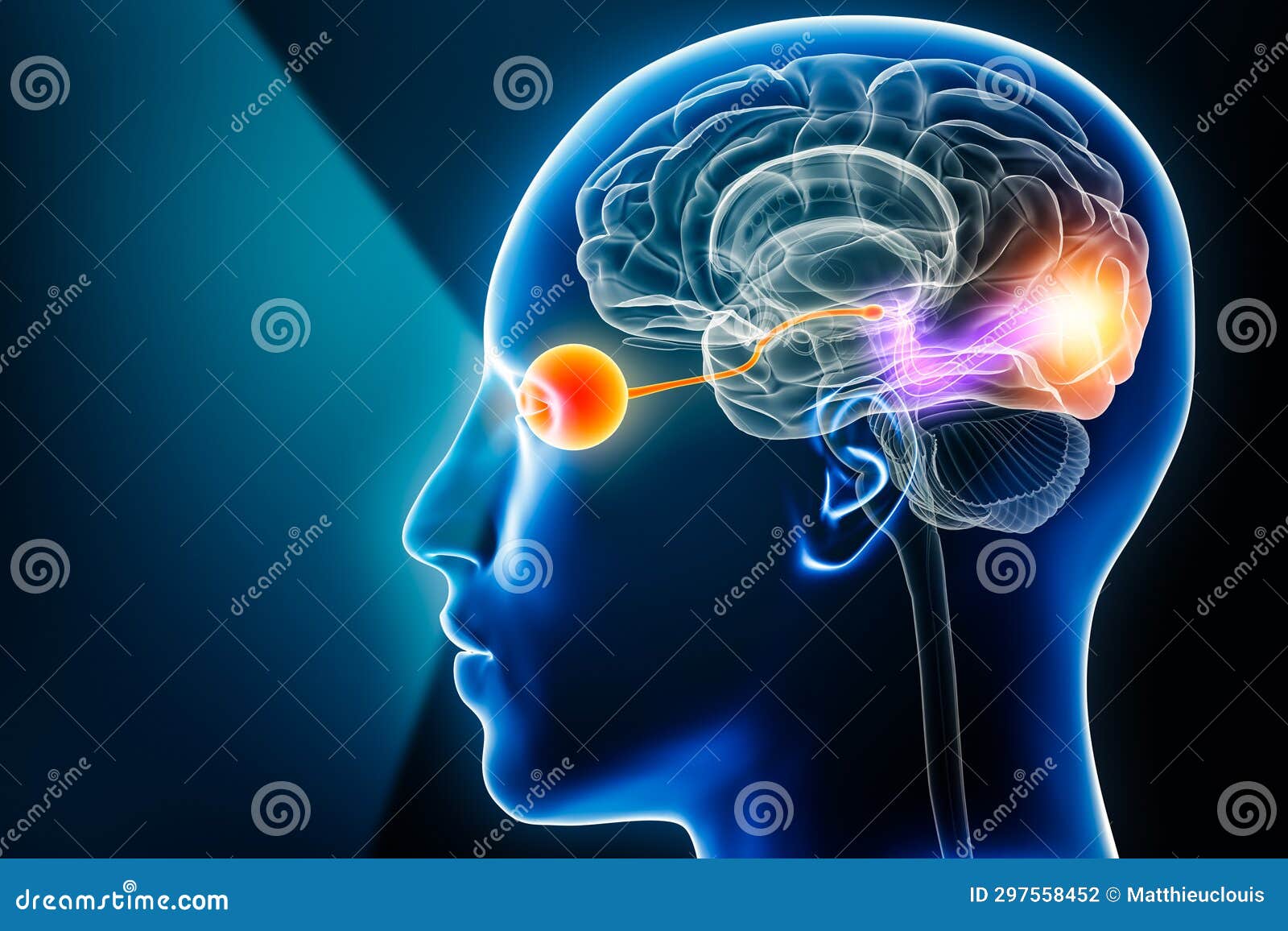 visual pathway with eye, optic nerve and visual cortex 3d rendering  with copy space. human brain and sensory system