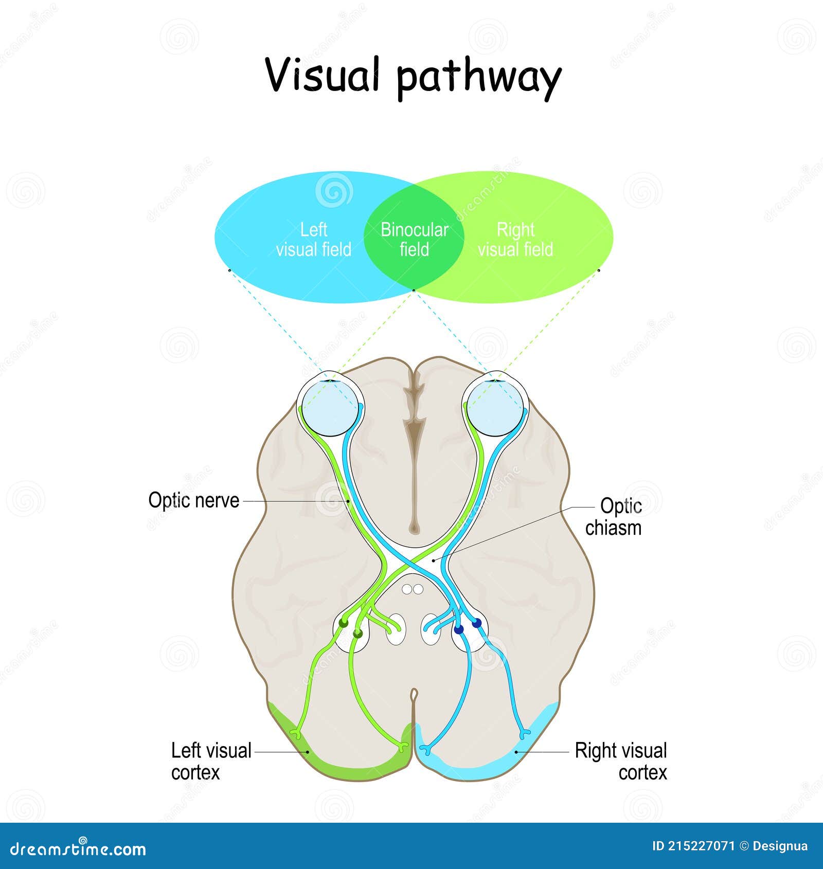 visual pathway. human`s brain with eyes, optic nerves, and visual cortex