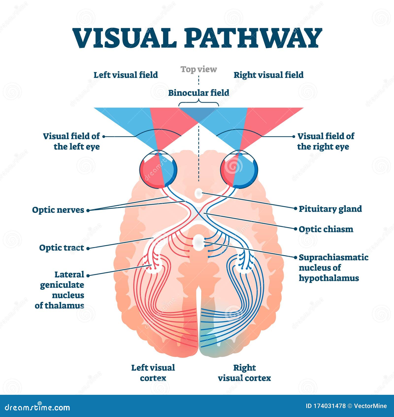 Visual Pathway Stock Illustrations – 98 Visual Pathway Stock Illustrations,  Vectors & Clipart - Dreamstime