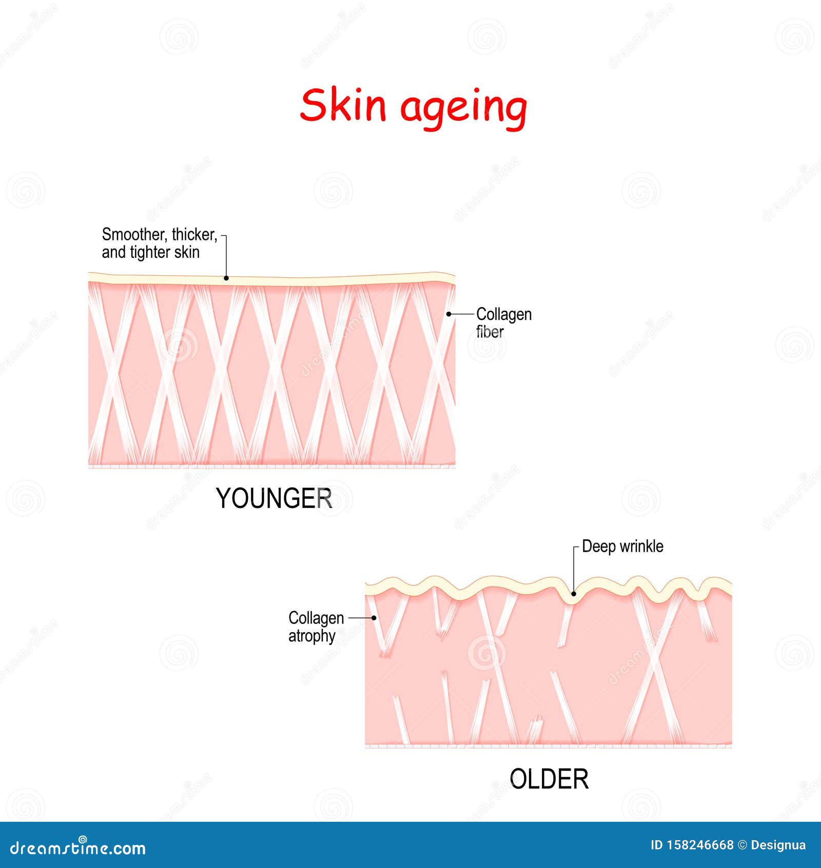 visual representation of skin changes over a lifetime