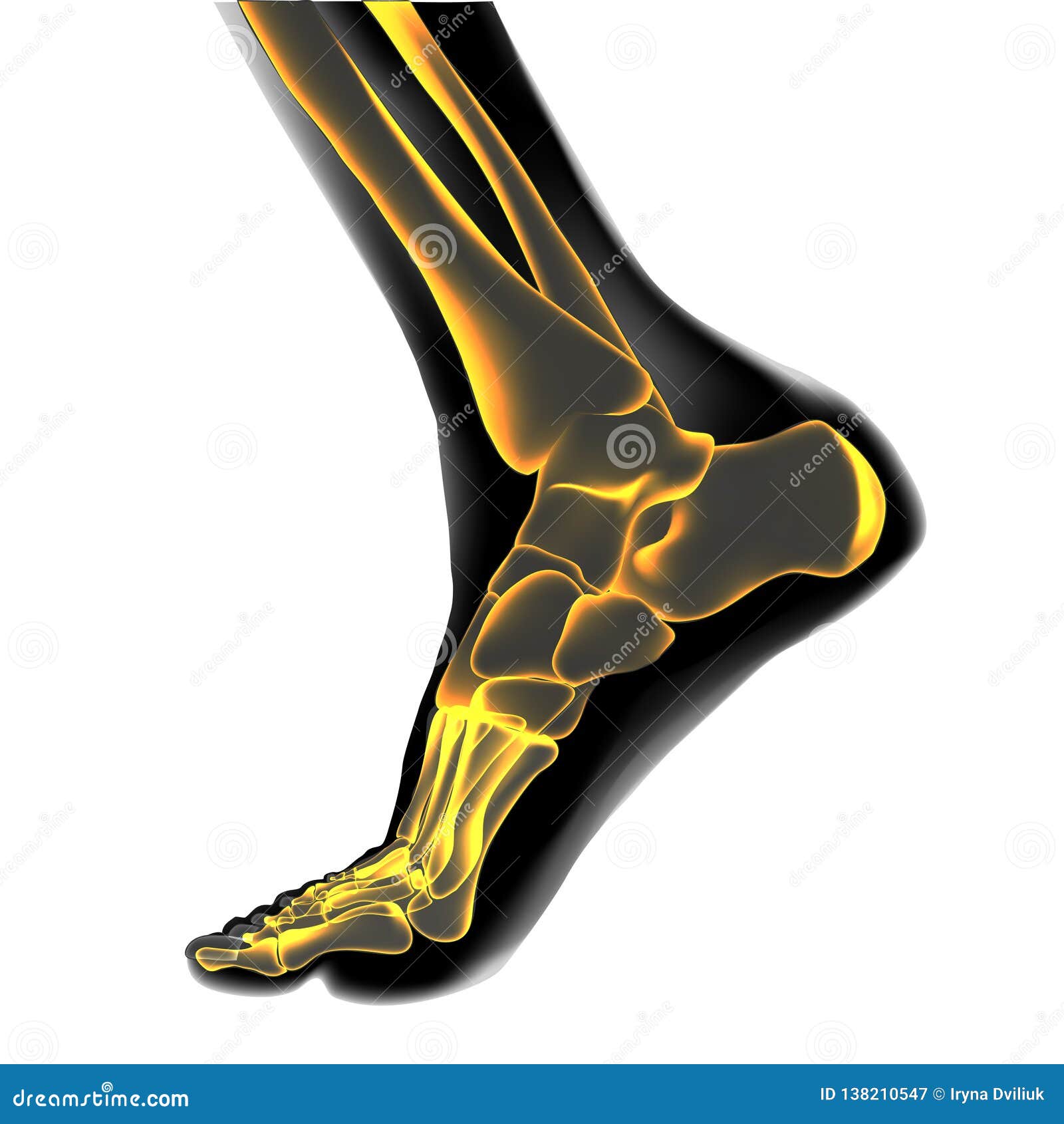 visualization of bones of foot.