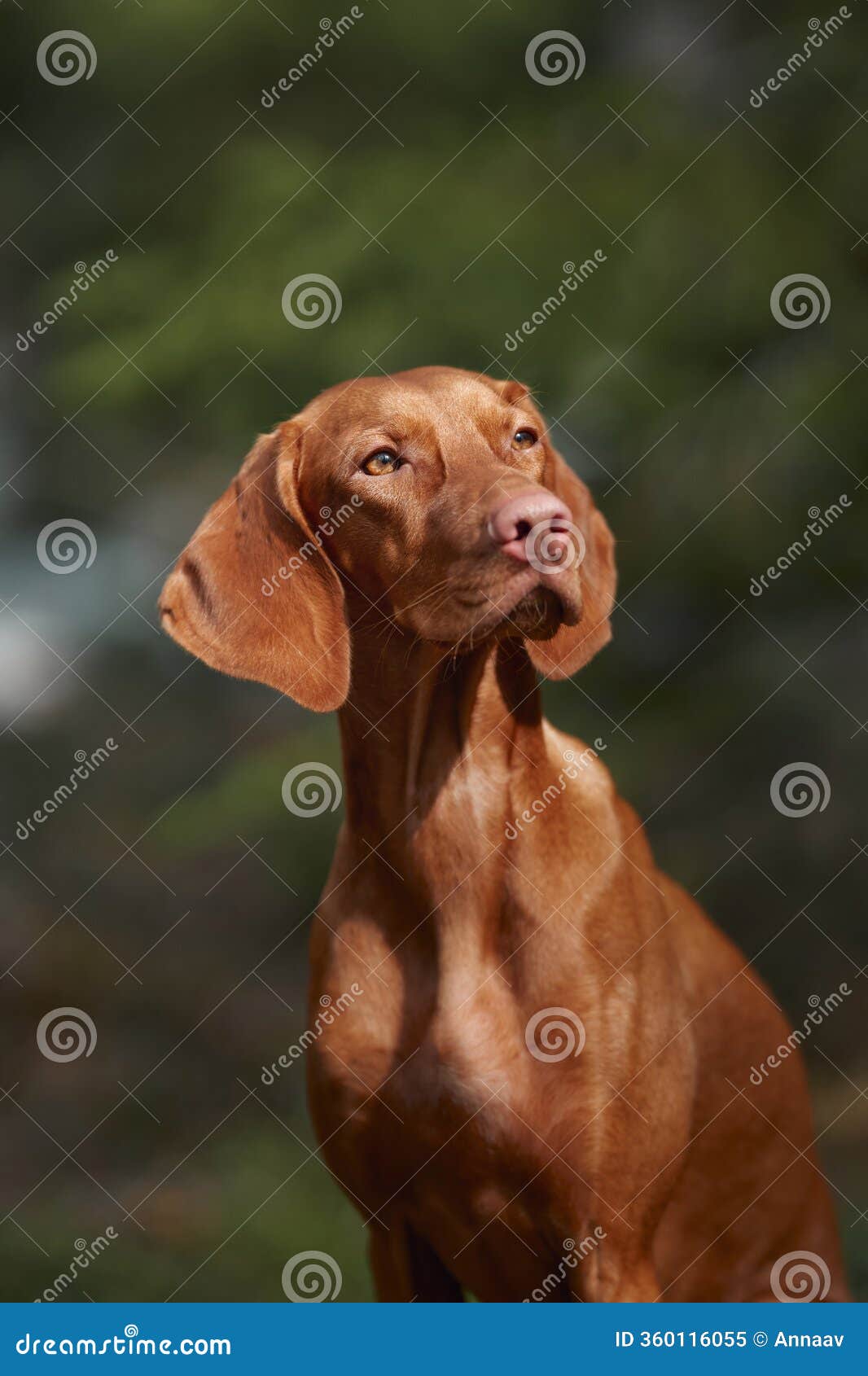 viszla in thoughtful pose outdoors