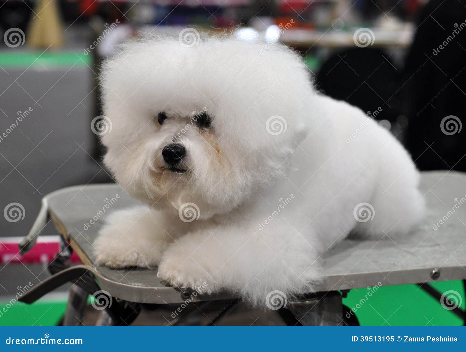 Vit Fluffig Hund Bichon Frise Fotografering för Bildbyråer Bild av