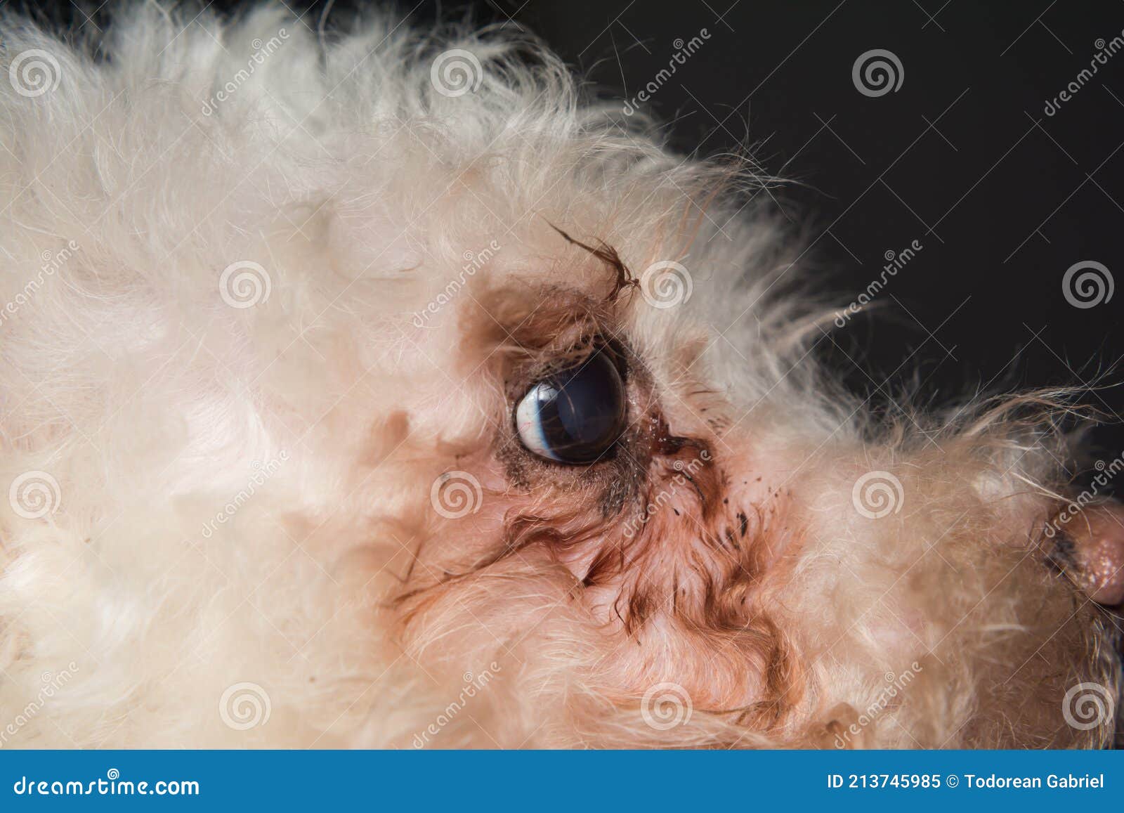 Vit Hund Med Malassezia Pachydermatis Runt ögonen Fotografering för Bildbyråer - Bild av endokrinologi,