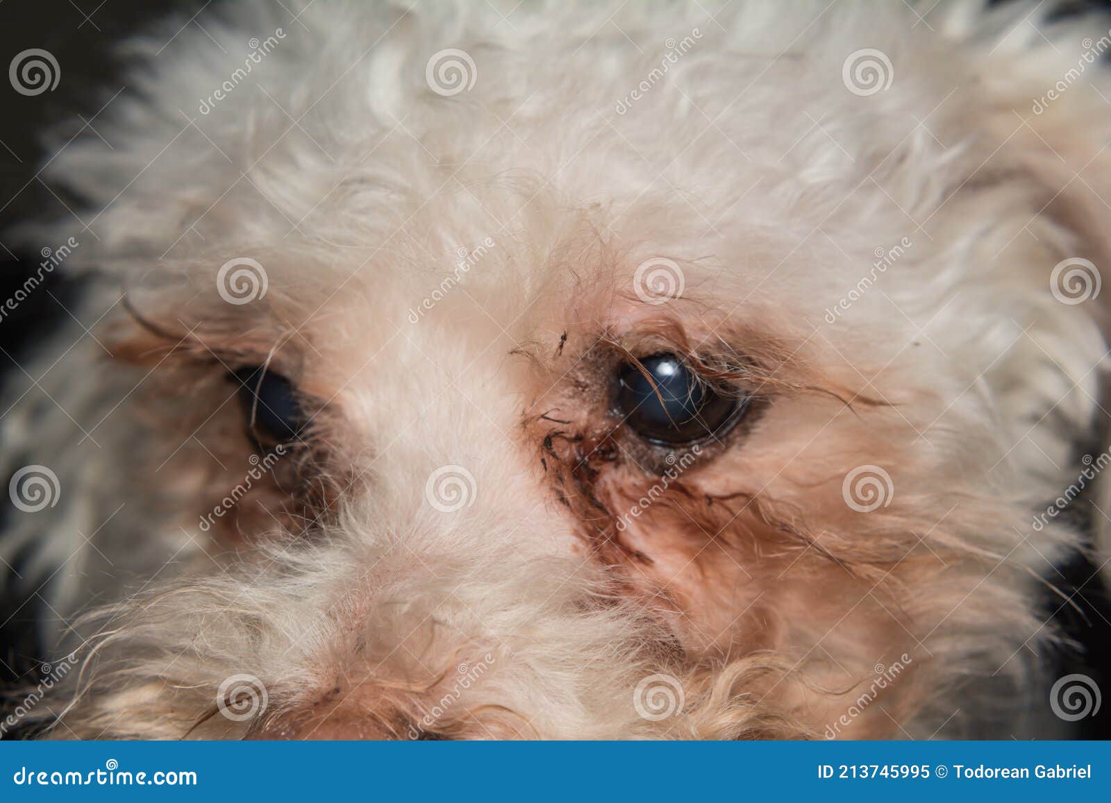 Vit Hund Med Malassezia Pachydermatis Runt ögonen Fotografering för Bildbyråer - Bild av hund,