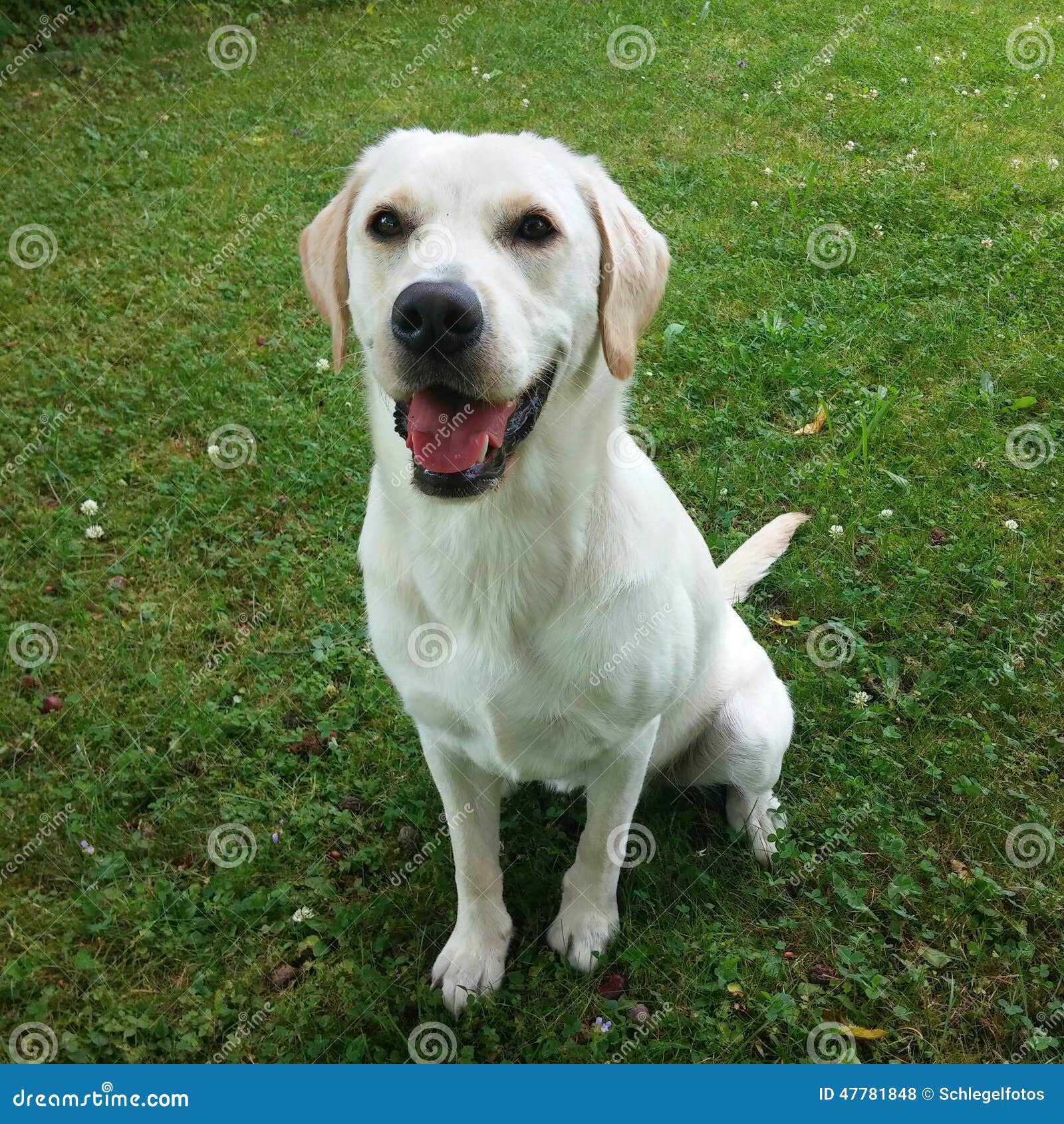 Vit labrador hund arkivfoto. Bild av angus, alon, breckenridge 47781848