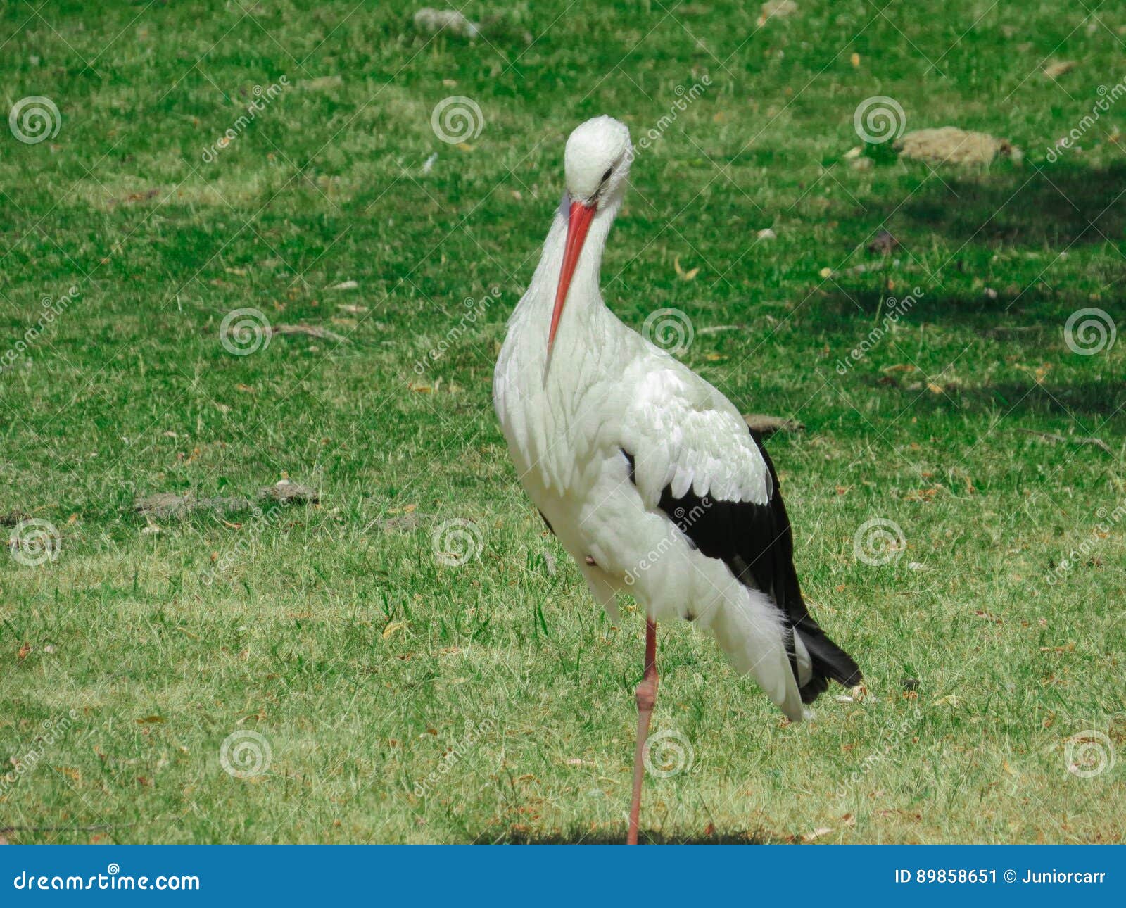 Ett anseende för vit stork på ett ben på gräs