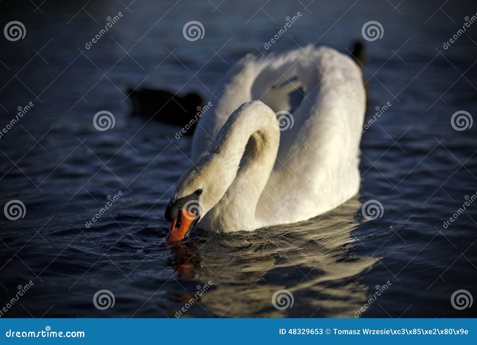 Vit swan. Vit svansimning på sjön