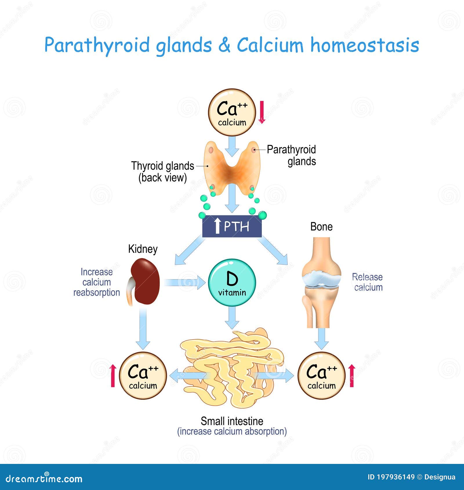 vitamin d, and calcium homeostasis. parathormone pth