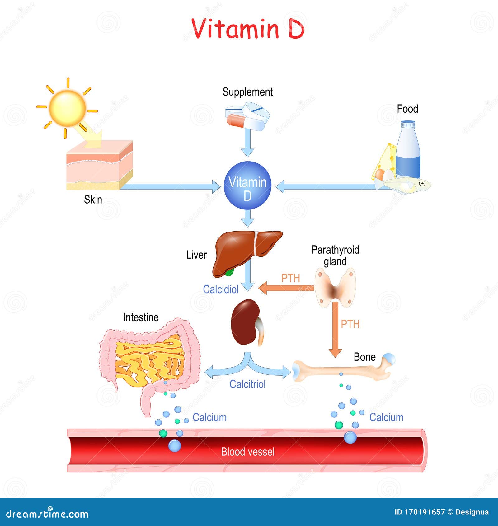 Metabolism Cartoons Illustrations Vector Stock Images 17342 metabolism-cartoons-illustrations-vector-stock-images-17342