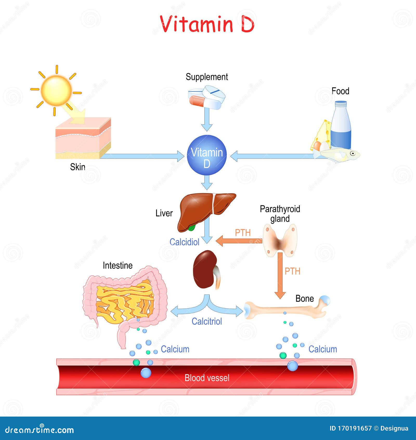 pariteit Kapitein Brie cel Vitamin Metabolism Stock Illustrations – 1,222 Vitamin Metabolism Stock  Illustrations, Vectors & Clipart - Dreamstime