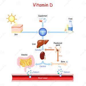 Metabolism Cartoons Illustrations Vector Stock Images 17342 
