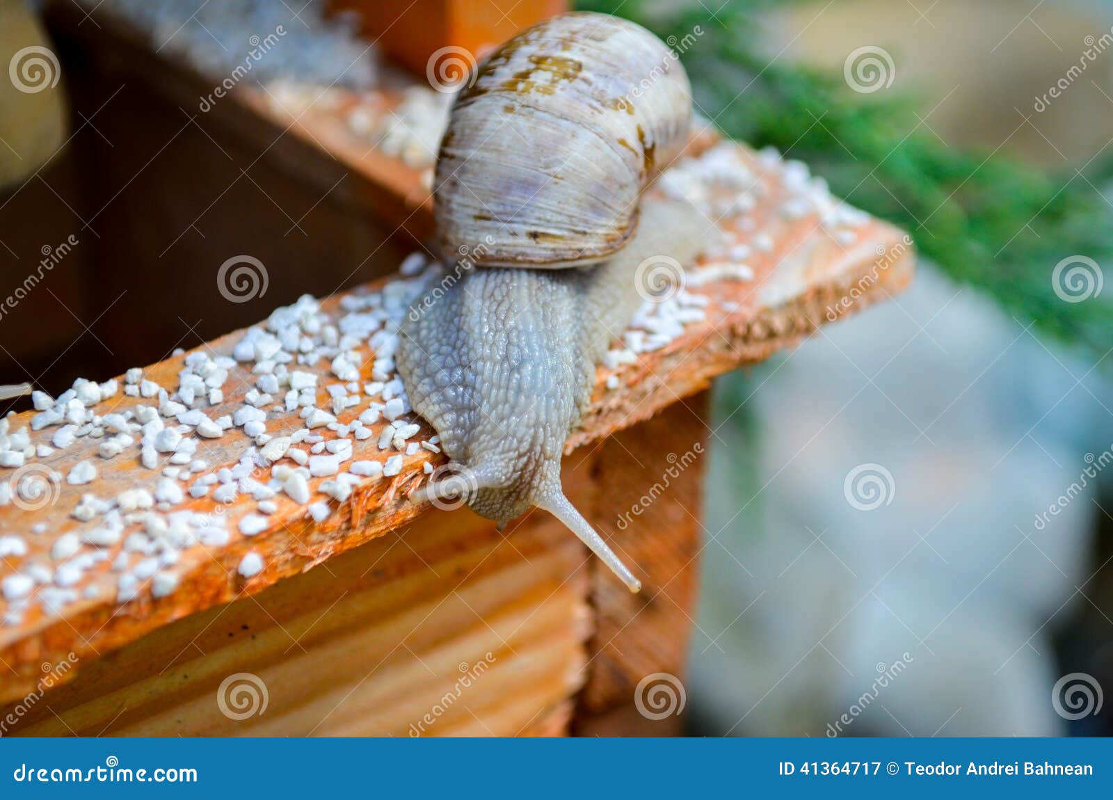 Vitesse d'escargot image stock. Image du beau, déménager 41364717