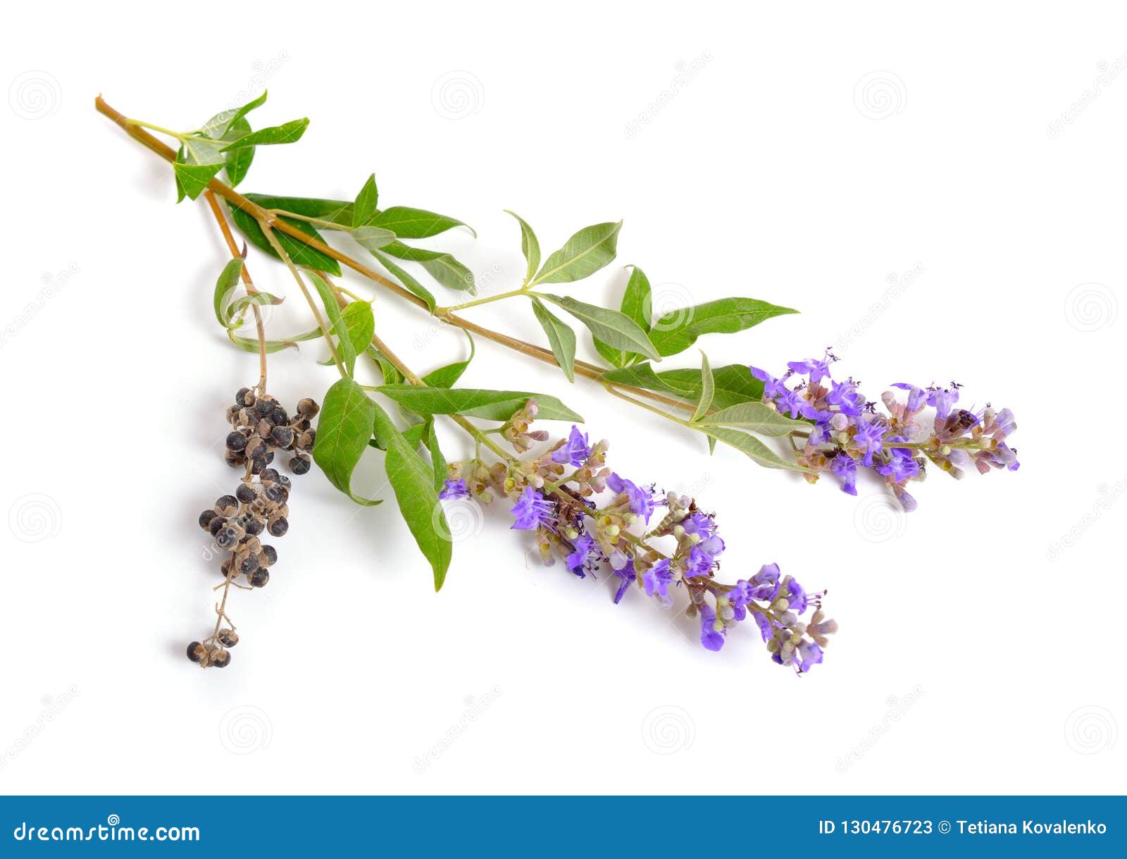 vitex agnus-castus, also called vitex, chaste tree or chastetree, chasteberry, abraham`s balm, lilac chastetree or monk`s pepper