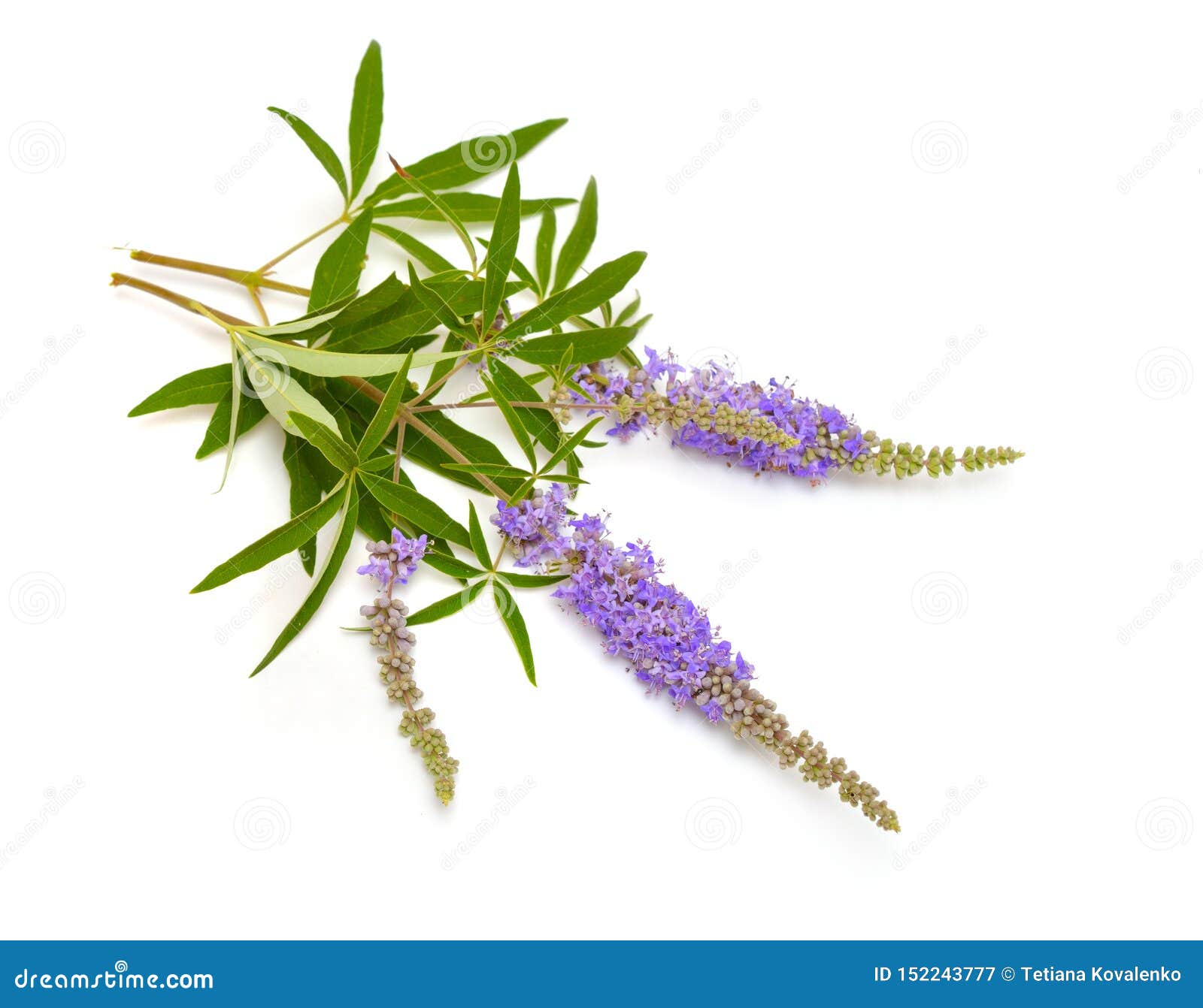 vitex agnus-castus, chaste tree or chastetree, chasteberry, abraham`s balm, lilac chastetree or monk`s pepper