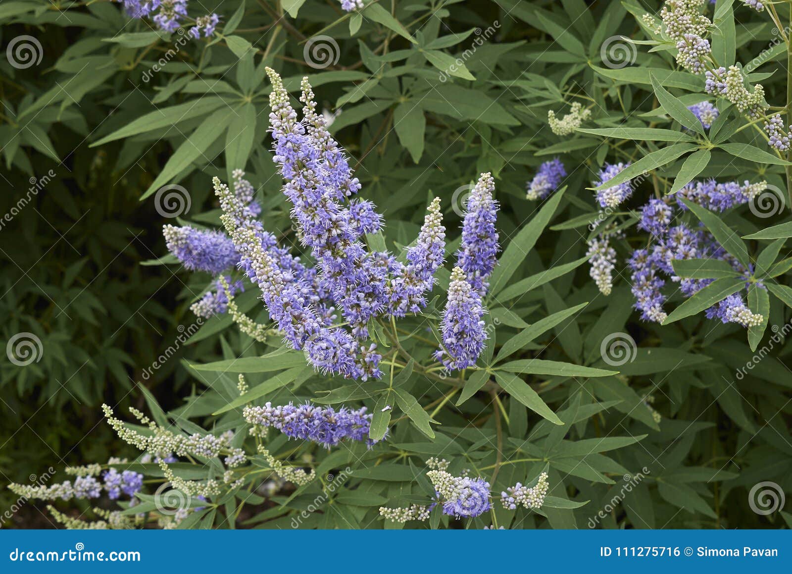 vitex agnus-castus shrub