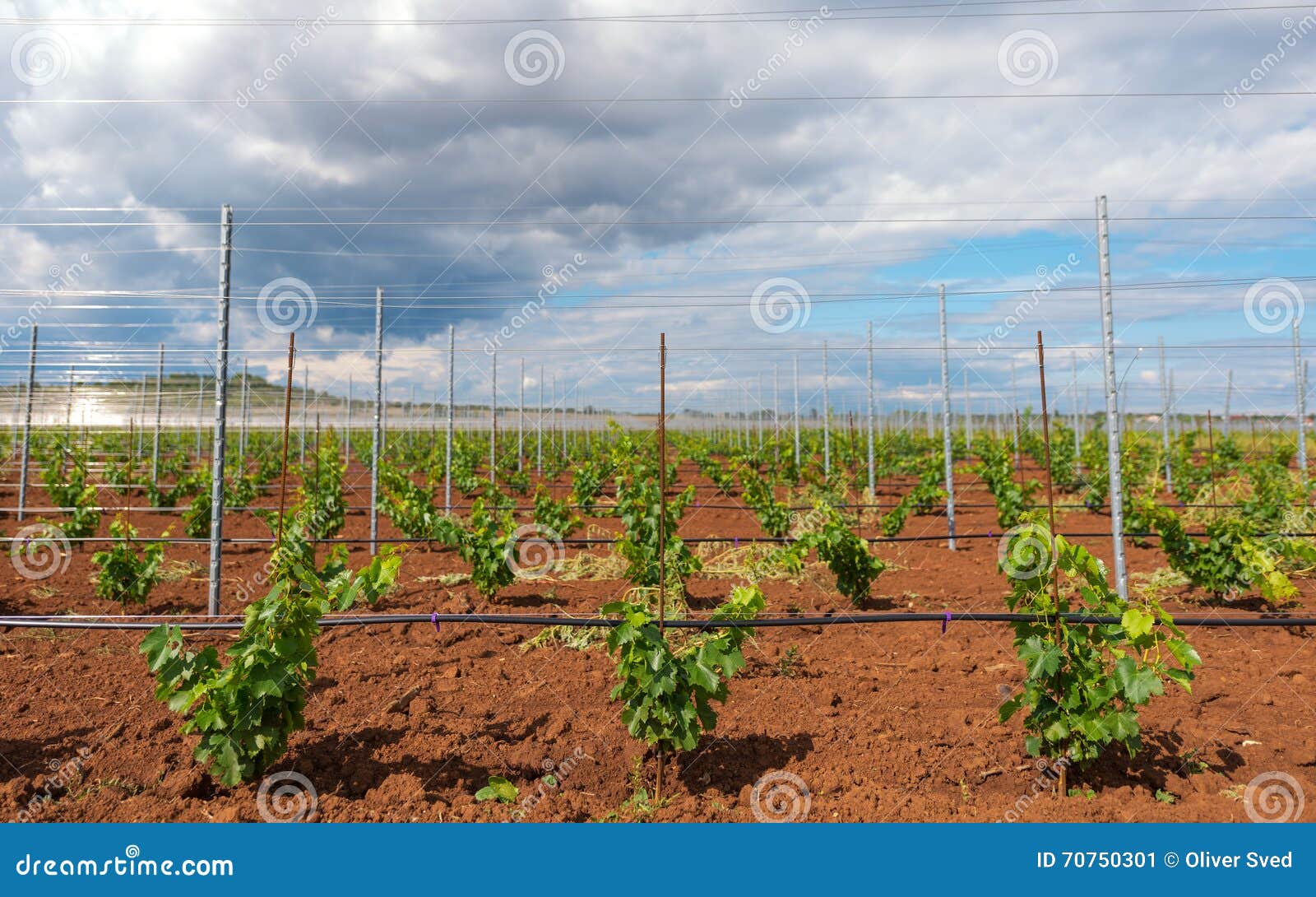viticulture with grape saplings