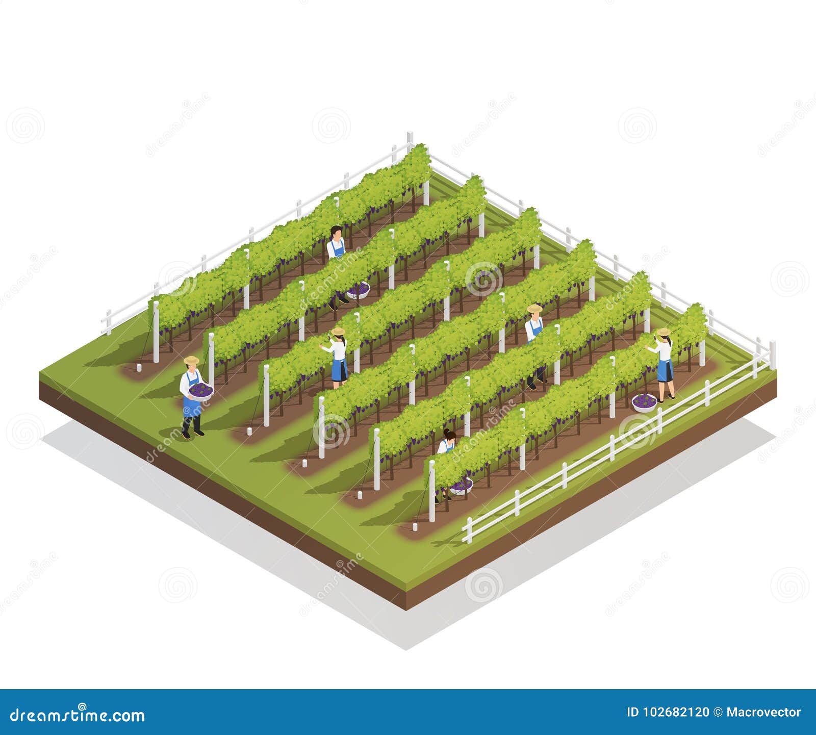 viticulture isometric composition
