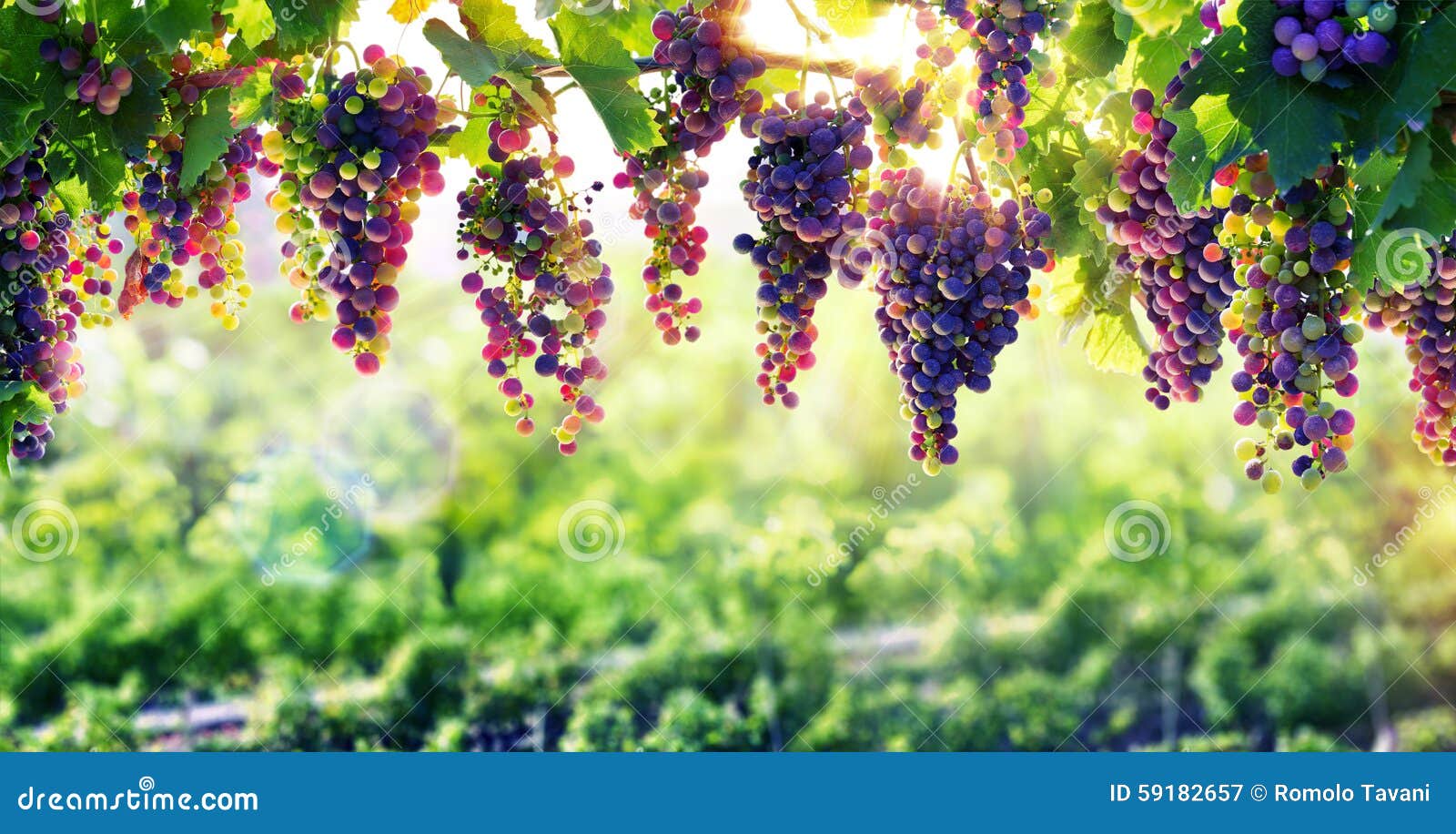 viticulture the sun that ripens