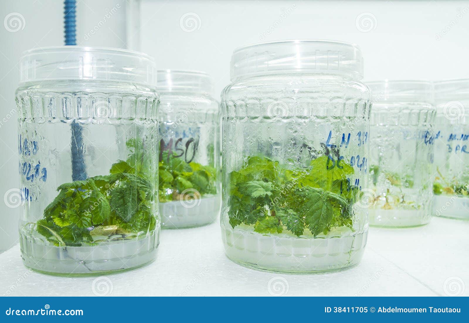 Vitro plant stock Image of food, germinate, biochemistry