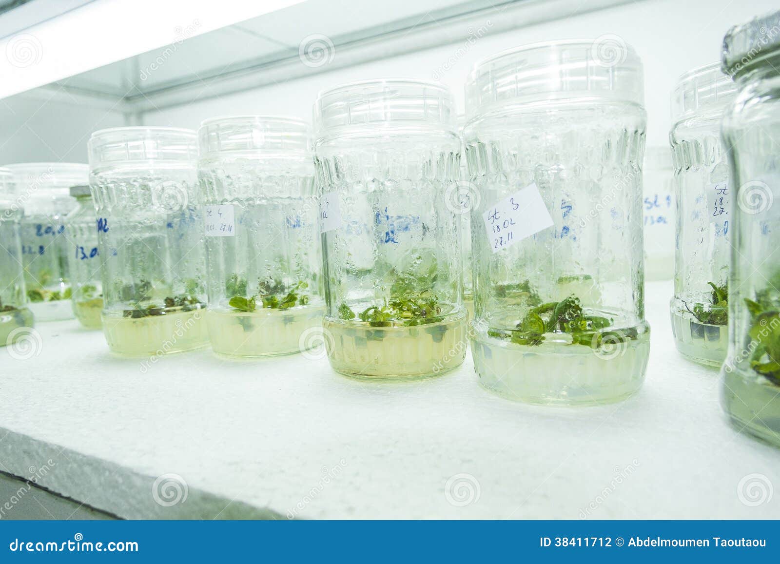 Vitro plant stock photo. Image of climbing, cloning, experiment 38411712