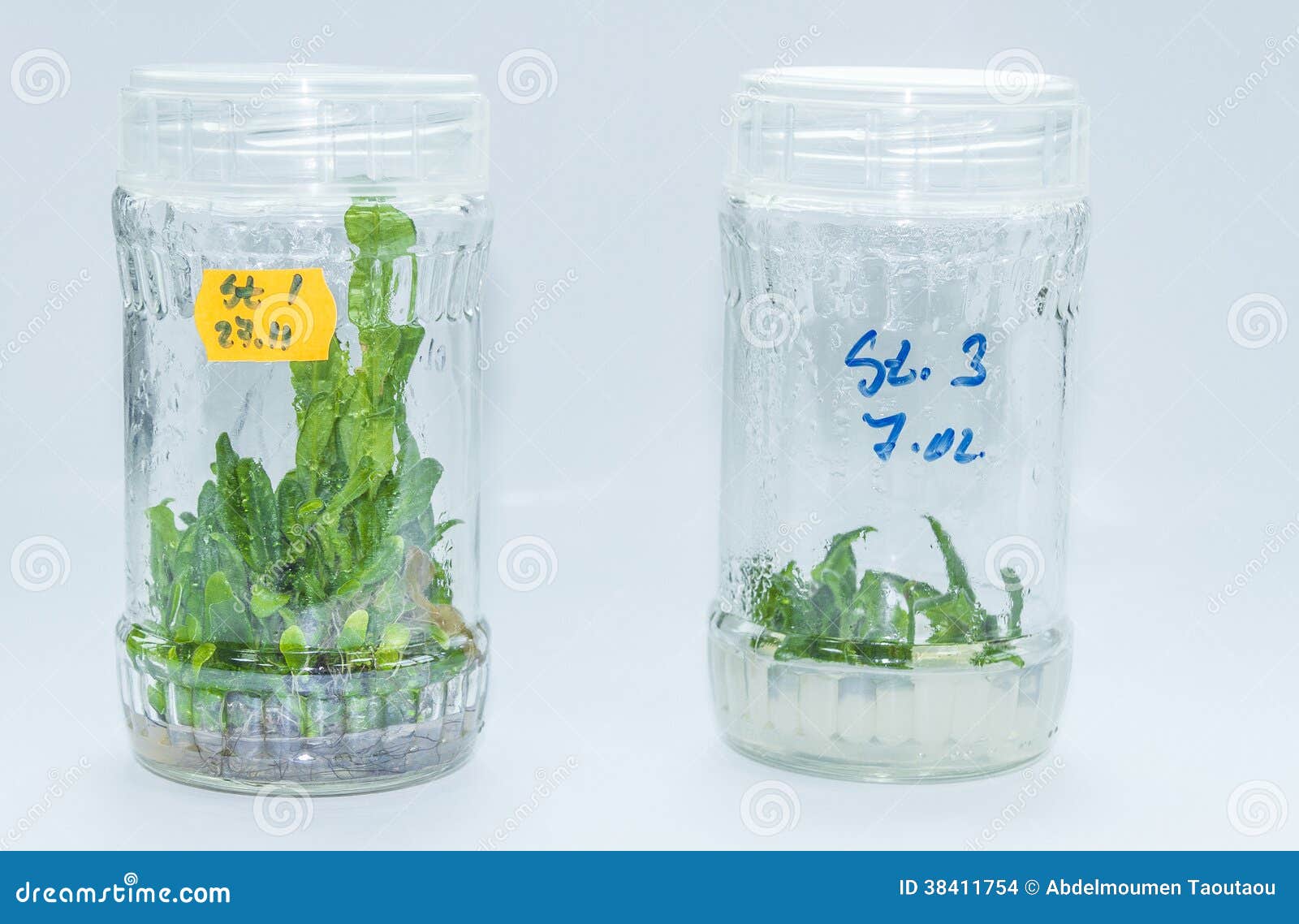 Vitro plant stock photo. Image of gmos, chemical, agronomy 38411754