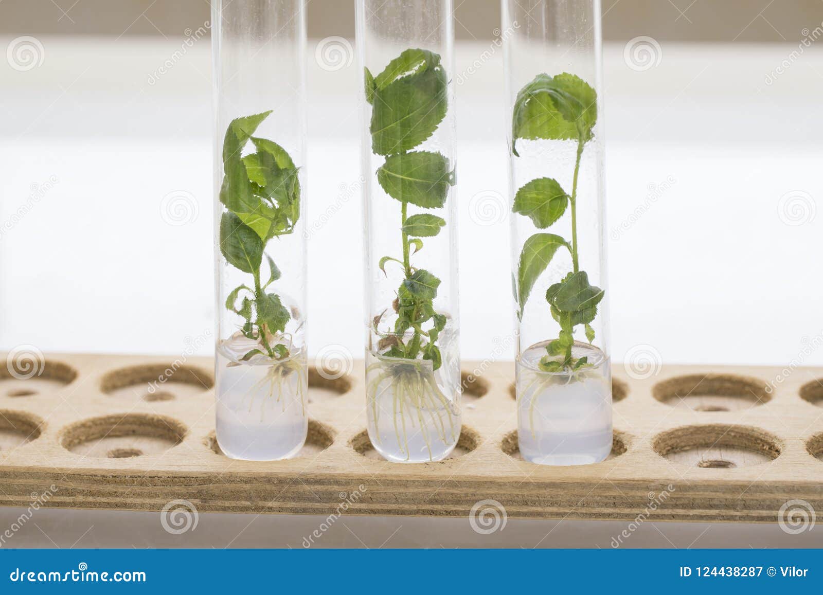 micropropagation of plum rootstocks