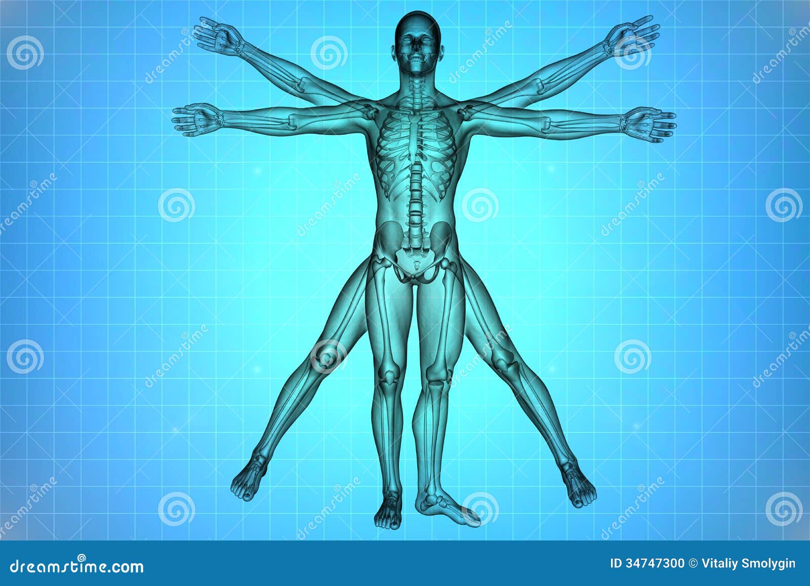 Vitruvian Man High-Res Stock Photo - Getty Images