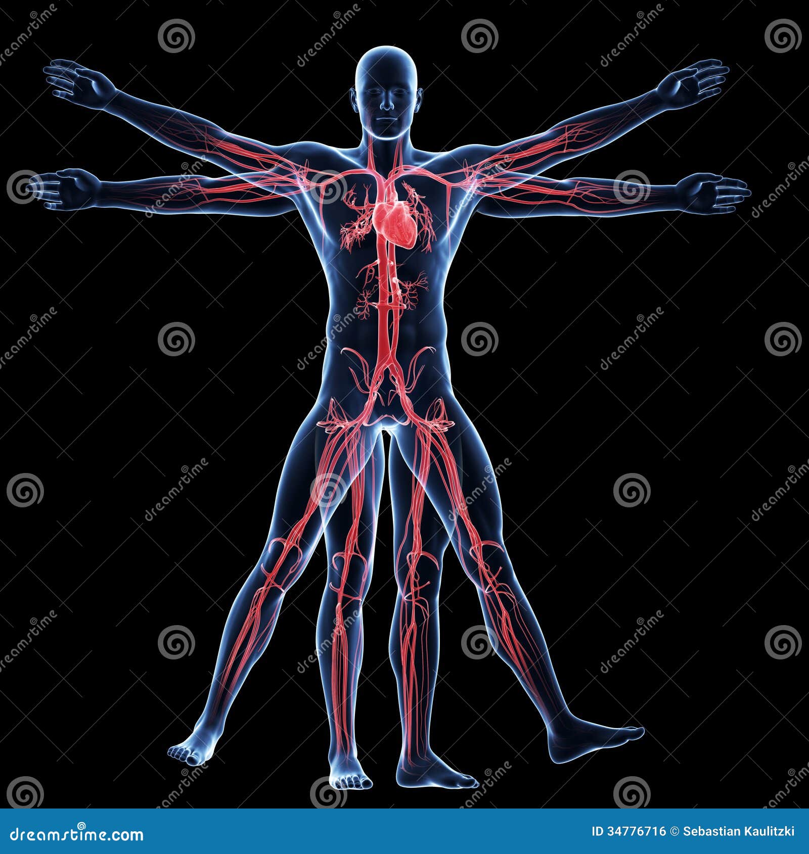 vitruvian man - vascular system