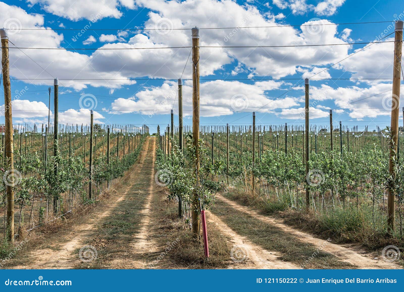 poplar nursery in the province of zamora in spain