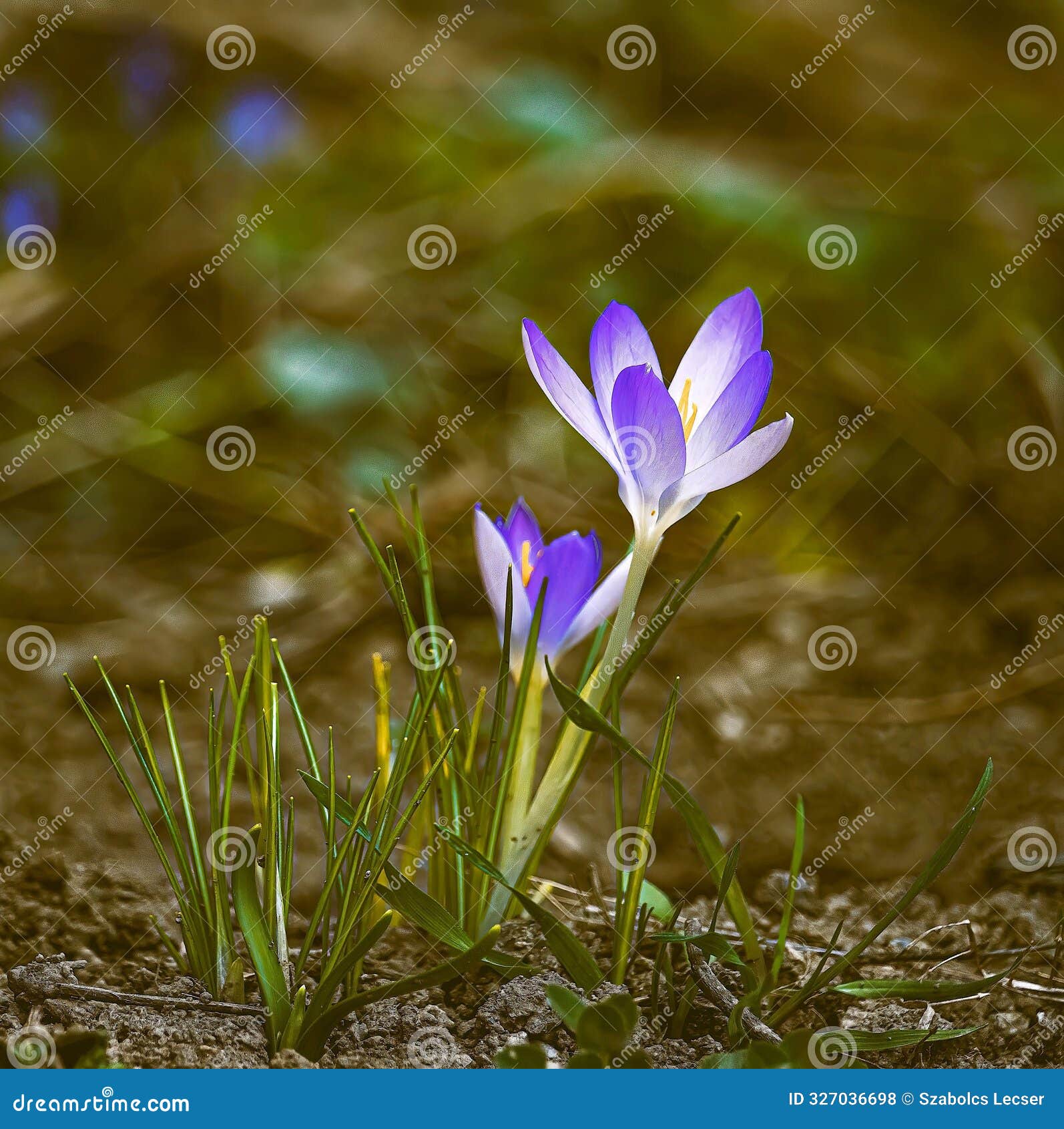 vivid appearance of spring crocus (crocus vernus)