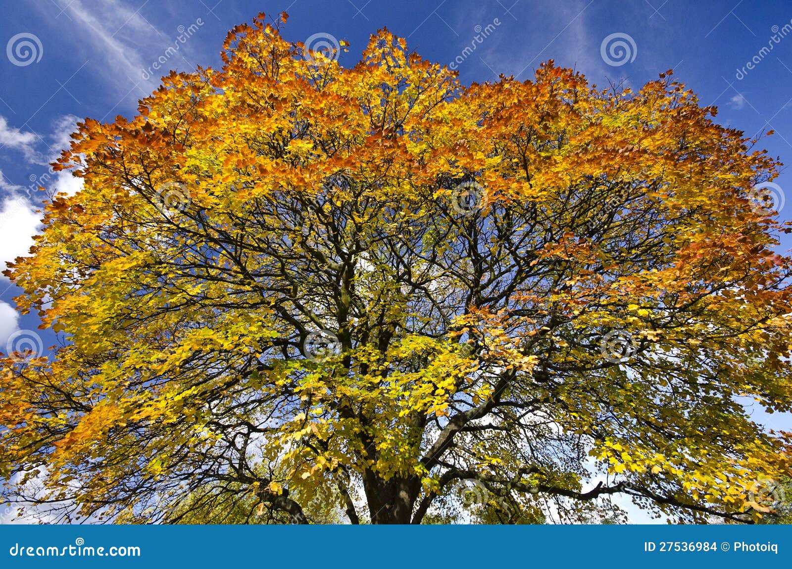 vivid autumn tree-top against a blue sky backround