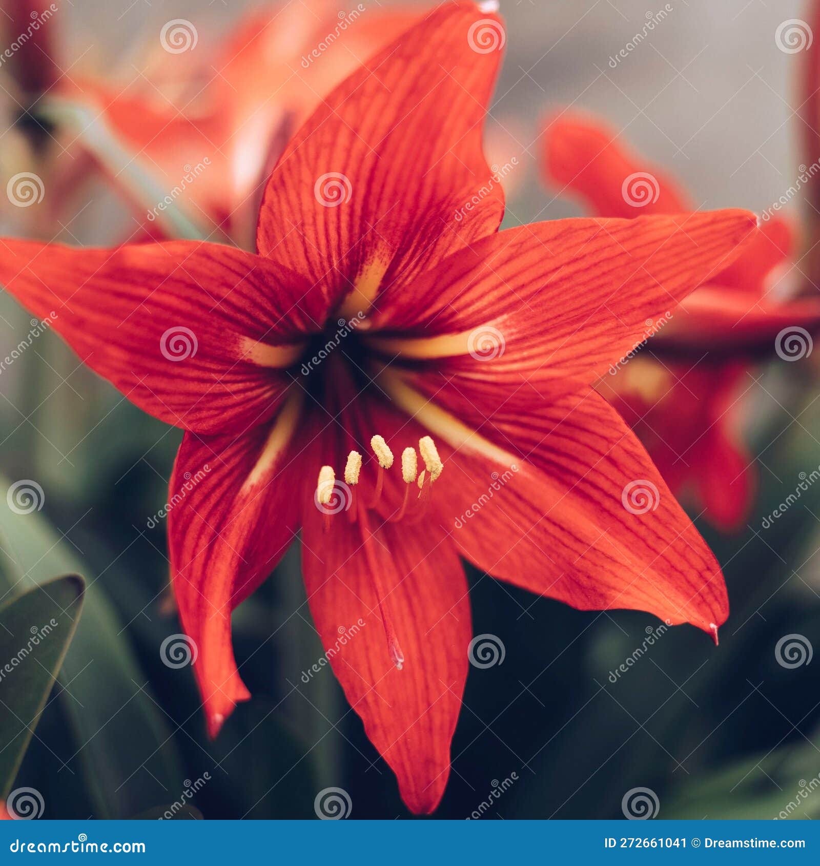 Vivid Closeup of a Vibrant Red Lily Flower with Lush Green Foliage ...