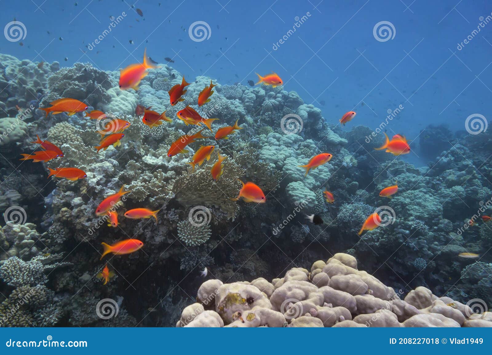 Vivid Coral Reef and Tropical Fish. Stock Photo - Image of coral ...