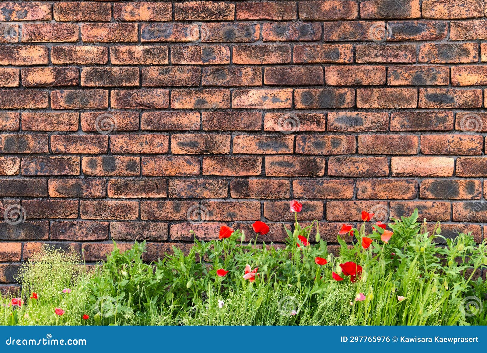 Vivid Flower with Brick Wall Background Stock Photo Image of abstract