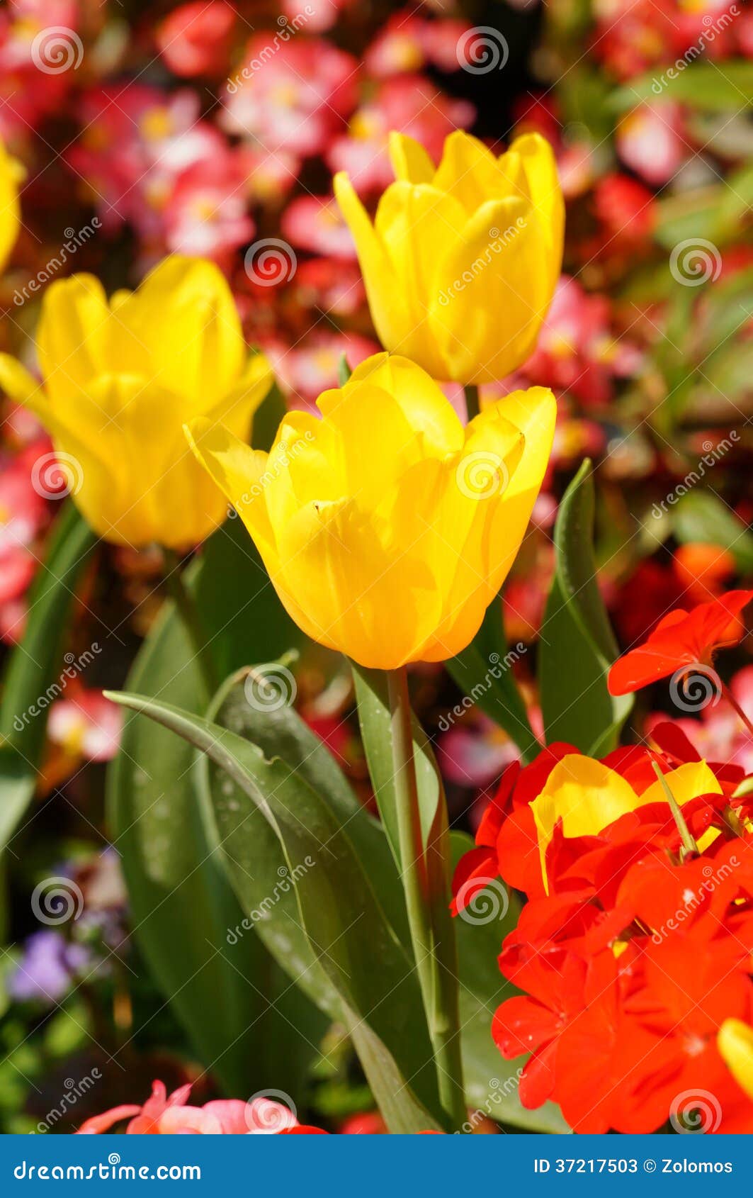 Vivid flowers stock image. Image of fresh, vivid, flower 37217503