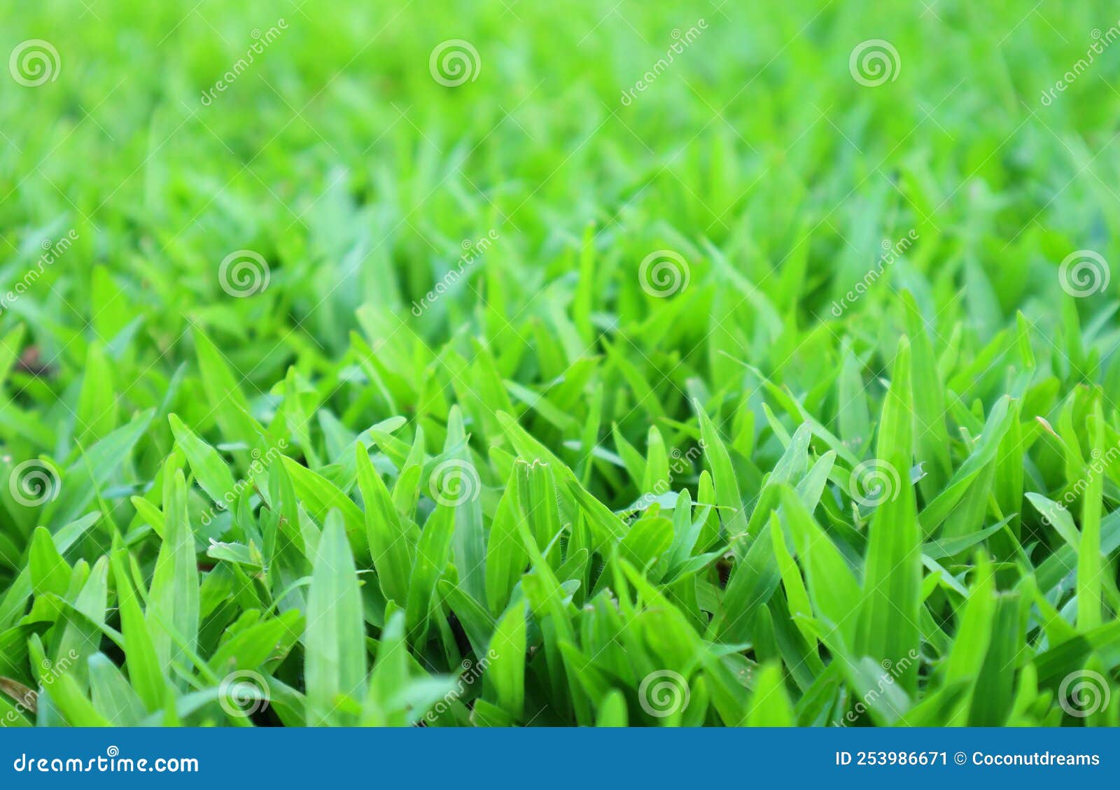 Vivid Green Grass Field with Selective Focus for Background Stock Image