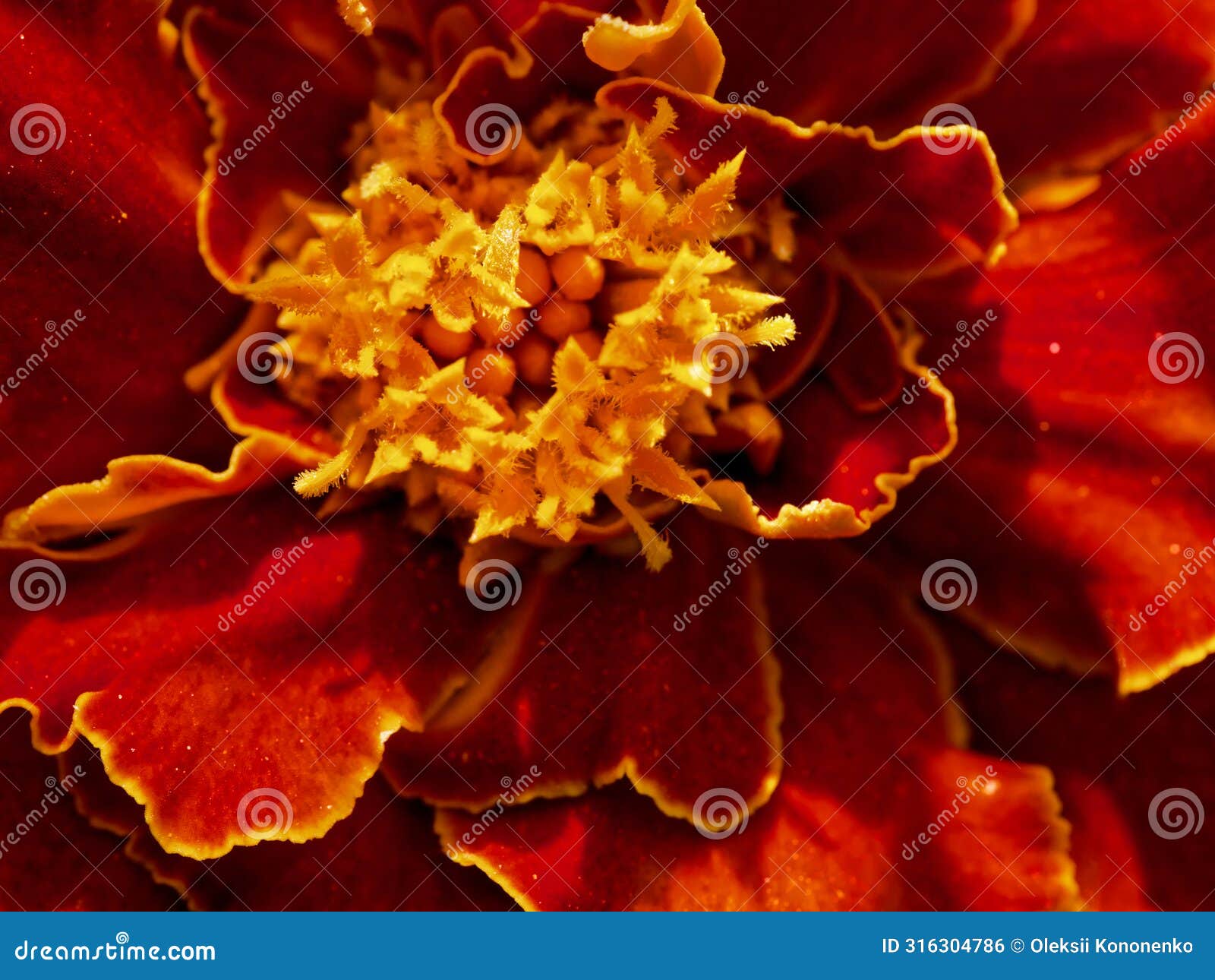 vivid marigold detail: detailed view of marigold petals rich reds and yellows pop. uses: artistic reference, scientific