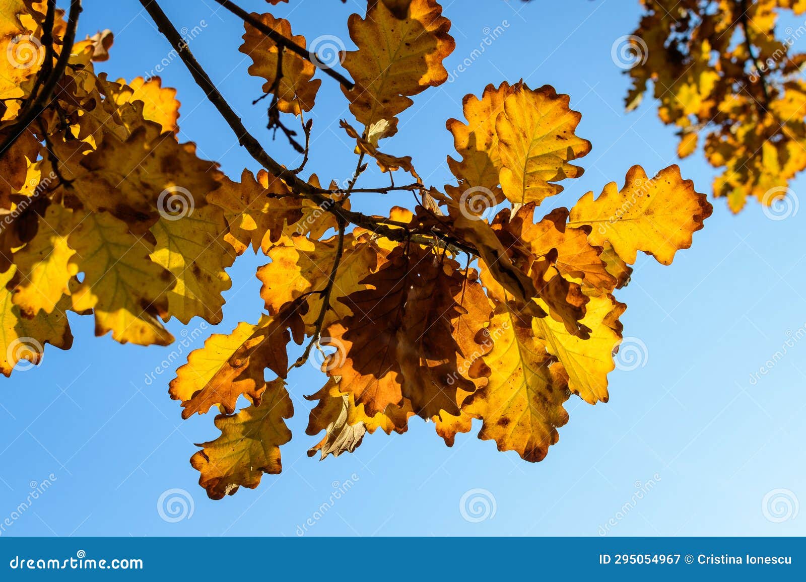 Vivid Orange, Yellow and Brown Leaves of Oak Tree Towards Clear Blue ...