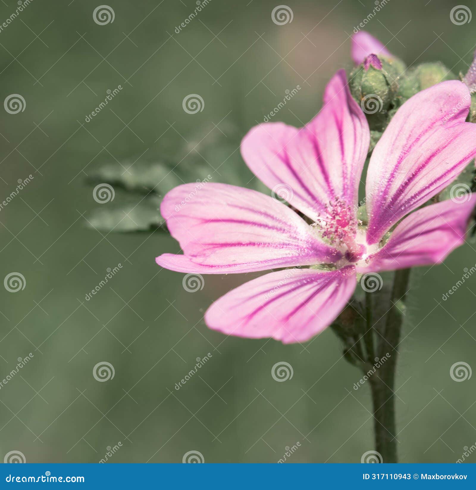 vivid pink malva flower close-up