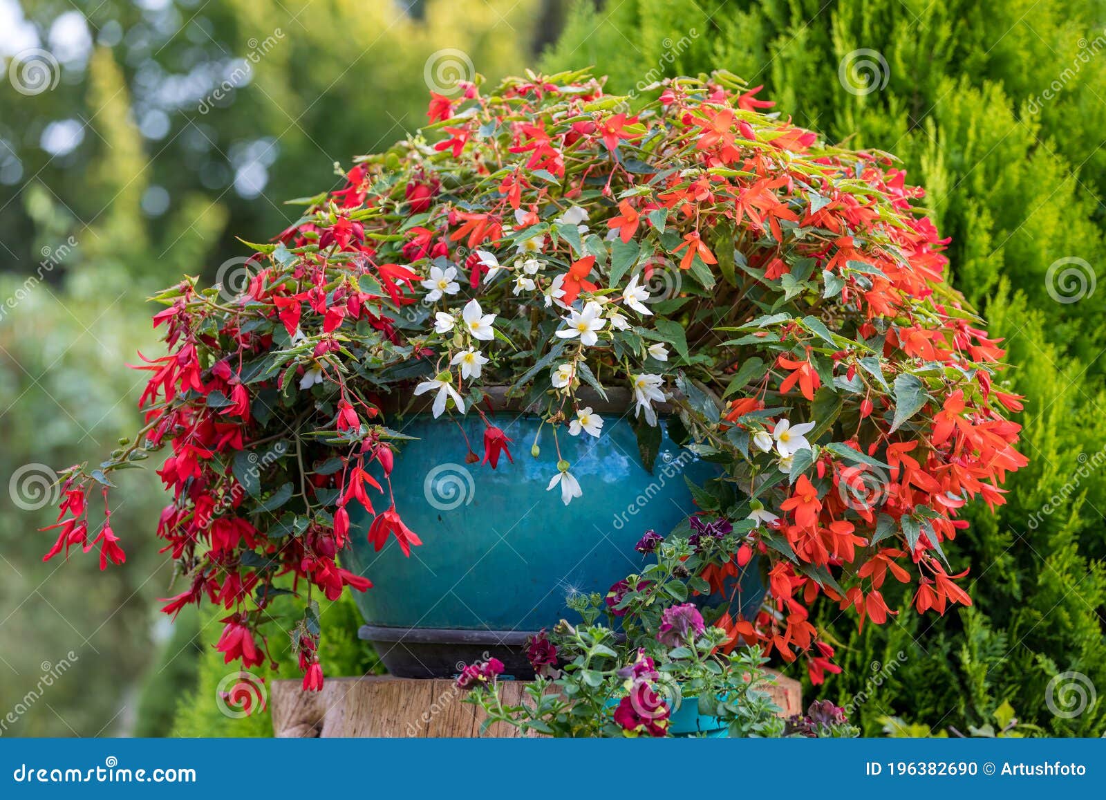 vivid red flowers of begonia boliviensis